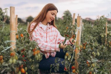 Güneşli bir günde yemyeşil sebze bahçesinde taze olgun domatesler toplayan gülümseyen kadın.
