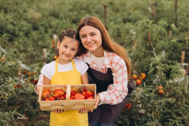 Anne ve Kızı Sunny Organik Çiftlik Bahçesinde Taze Domates Topluyor