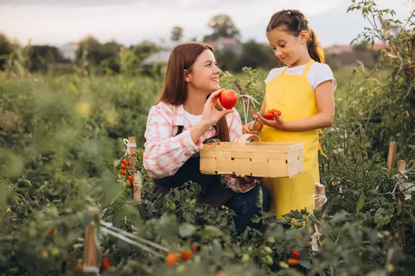 stock image Mother and Daughter Harvesting Freshly Grown Tomatoes Together in a Vibrant Summer Garden