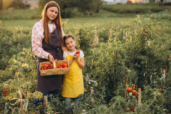 Bir kadın ve genç bir kız mutlu bir şekilde canlı bahçelerinde kırmızı domates hasat ediyor, doğada bir aile bağı ve organik çiftçilik anını yakalıyorlar..