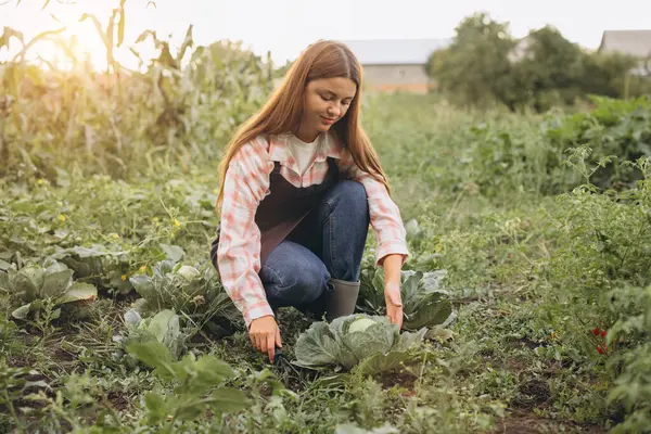 stock image Young woman working in a garden, harvesting cabbage during sunrise. Embraces sustainable agriculture, healthy eating, and rural lifestyle. Experience the joy and peace of nature.