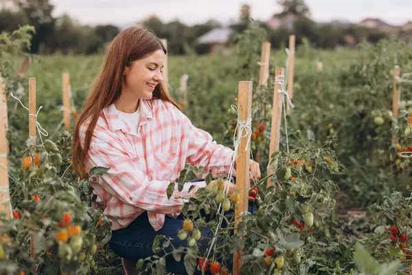 stock image Smiling Woman Harvesting Fresh Ripe Tomatoes in a Lush Green Vegetable Garden on a Sunny Day