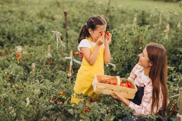 Neşeli anne ve kız canlı bir bahçede taze domates topluyor. Doğanın tadını çıkarmak, aile zamanı ve ev yapımı ürünler..