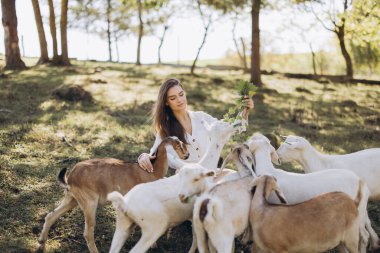 Genç bir kadın, neşeli bir keçi sürüsüyle çevrili güneşli bir çayırda oturur ve doğayla huzurlu bir bağı yakalar. Dal tutuyor, keçilerle besleniyor ve iletişim kuruyor..