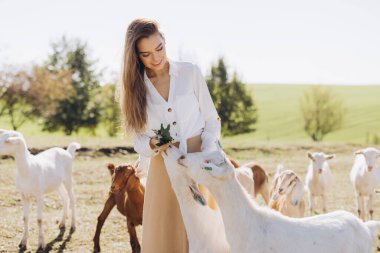 Güzel bir kırsal alanda bir grup keçiyle meşgul olan neşeli genç bir kadın huzur ve doğa hissi uyandırıyor..