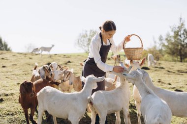 Önlüklü genç bir kadın, bir grup keçiyi güneşli bir kırsal alanda sepetle besliyor, kırsal yaşam ve hayvan bakımını gösteriyor..