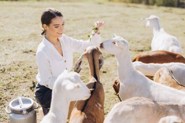 A young woman feeds goats in a sunny pasture, showcasing a serene moment of agriculture and animal interaction on a farm. clipart