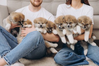 Güzel, gülümseyen mutlu çift köpek kulübesinde ya da barınakta Akia inu yavrularıyla oynuyor.