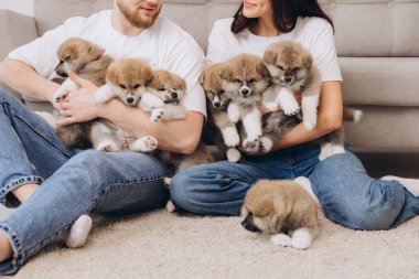 Güzel, gülümseyen mutlu çift köpek kulübesinde ya da barınakta Akia inu yavrularıyla oynuyor.