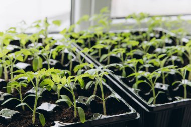 Pencere kenarındaki kutularda yetişen ilk tohumlar. Çömlek içinde tohumlar. Bebek tohumlama, tarımsal tohumlar için kara delik tepsileri. Bahar ekimi