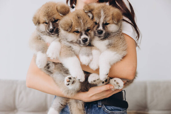 Крупный план портрета женщины, держащей в руках трех щенков Акиты Ину, место для текста или копии