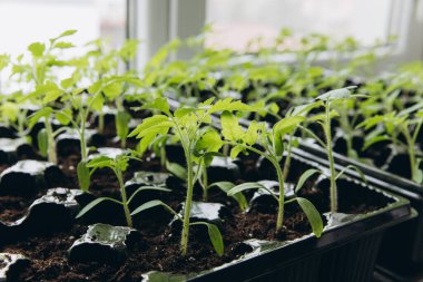 Pencere kenarındaki kutularda yetişen ilk tohumlar. Çömlek içinde tohumlar. Bebek tohumlama, tarımsal tohumlar için kara delik tepsileri. Bahar ekimi