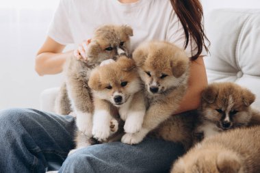 Mutlu gülümseyen milenyum kadınının portresi, yeni sahibi, kucaklayan grup Akita Inu yavruları evdeki kanepede.