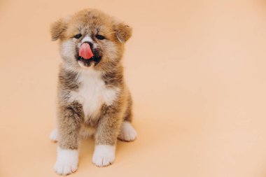 Japon Akita Inu soyundan kahverengi saçlı bir köpek yavrusu bej bir arka planda oturur. Dünya Hayvan Günü