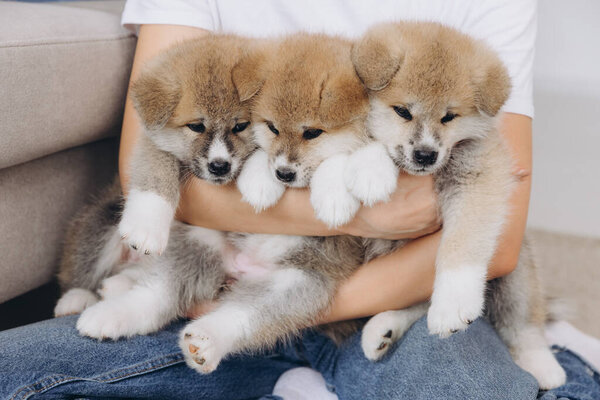 Крупный план портрета женщины, держащей в руках трех щенков Акиты Ину, место для текста или копии