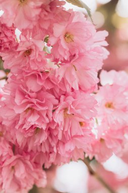 Pembe kiraz çiçeklerinin narin güzelliğini yakalıyor canlı bir bahar bahçesinde rüya gibi ve romantik bir atmosfer yaratıyor.