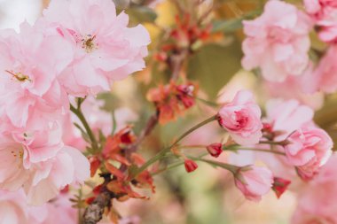 Bir bahar günü açan narin pembe kiraz çiçeklerinin kapanışı mevsimin güzelliğini ve özünü yakalıyor.