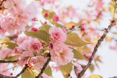 Pembe kiraz çiçekleri ve taze yeşil yapraklar yumuşak güneş ışığıyla aydınlatılmış güzel bir bahar sahnesi yaratır.