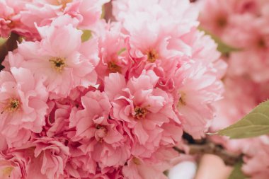 Pembe kiraz çiçeklerinin narin güzelliğini yakalamak bahar neşesinin ve yenilenmenin özünü somutlaştıran çarpıcı bir görüntü yaratır.