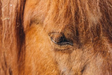Kestane atının gözüne yakın, nazik doğasını ve uzun yelesinin güzelliğini vurguluyor.