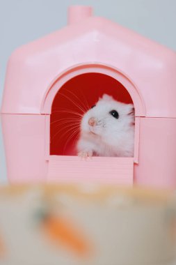 Pembe plastik evinden dışarı bakan sevimli beyaz hamster, ön planda bulanık bir kase yiyecekle