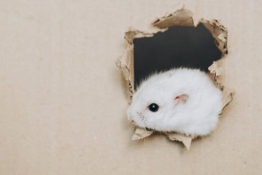 Küçük beyaz hamster, garip bir şekilde karton bir kutunun içindeki delikten bakıyor. Çevresini keşfederken sevimli ve eğlenceli doğasını sergiliyor.