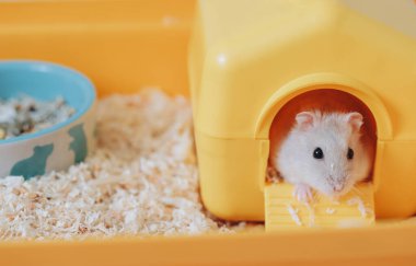 Sarı evinden çıkan sevimli beyaz hamster, arka planda yemek kasesi görünür.