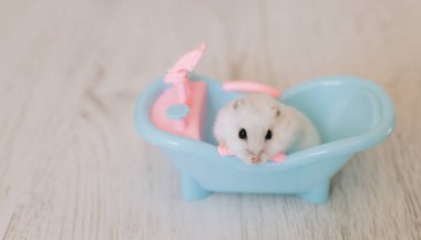 Küçük mavi bir küvette dinlenen sevimli beyaz hamster rahatlama ve şirinliğin tadını çıkarıyor.