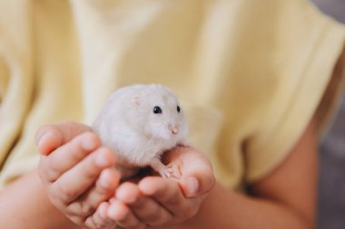 Çocuk küçük, tüylü bir kış hamsterını nazikçe kucaklıyor. Beyaz cüce hamster ellerinde. Kapalı bir ortamda şefkat ve şefkat sergiliyor.