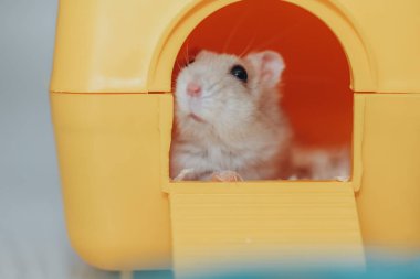 Küçük ve tüylü hamster parlak sarı plastik evini keşfediyor, güvenli ve rahat bir ortamın tadını çıkarıyor.