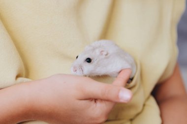 Yumuşak bir hamsterın, bir çocuk tarafından nazikçe tutulup, evcil hayvan ve sahibi arasındaki bağı gösteren...