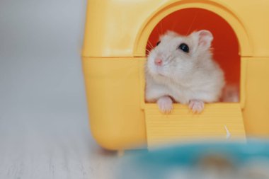 Küçük ve pofuduk hamster, parlak sarı evinden dışarı bakıyor. Evcil hayvan hayatının büyüleyici bir sahnesi.