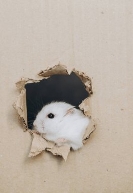 Şirin beyaz hamster, karton bir kutunun içindeki delikten gözetliyor, meraklı bir şekilde çevresini keşfediyor, neşeli bir coşkuyla