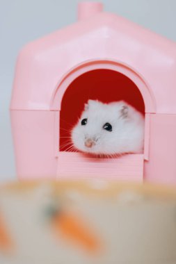 Tatlı kış beyaz cüce hamster Pembe evinde dinleniyor, Yemek kasesi ön planda görünür