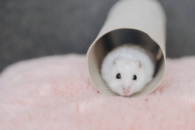 Small white jungarian hamster coming out of a cardboard tube placed on a soft pink faux fur surface clipart