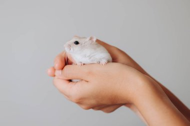 Two hands holding a small Roborovski dwarf hamster, showcasing the tiny pet's delicate features and gentle nature clipart