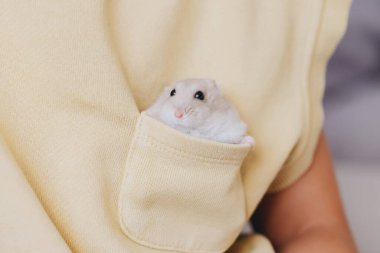 Yumuşak sarı bir kazağın cebinden dışarı bakan sevimli, küçük hamster, ev ortamında ışıldayan cazibe ve merak.