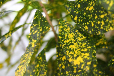 Codiaeum variegatum,Colorful Croton Leaves Background. Codiaeum variegatum. Beautiful natural backdrop with croton plant at tropical park. Close up of Vibrant Croton leaf clipart