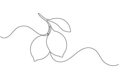 Yapraklı iki limon çizimi devam ediyor.