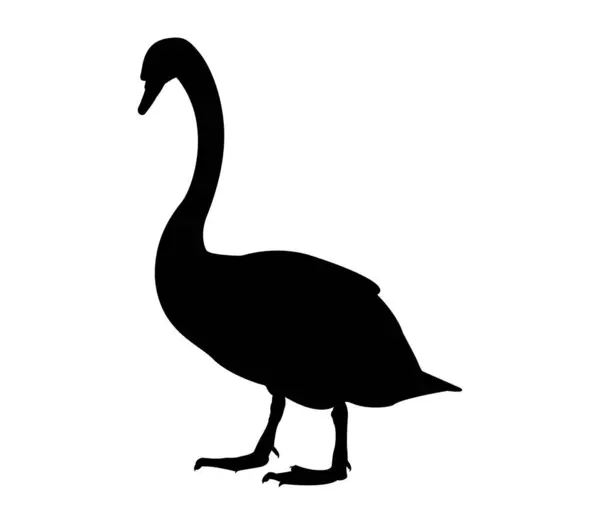 Kuğu vektör sanatının silueti