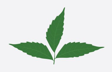 Neem Yaprak Vektörü Sanat İllüstrasyonu beyaz arkaplanda izole edildi