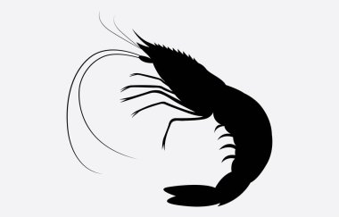 Karides vektör çizimi beyaz arkaplanda izole edildi