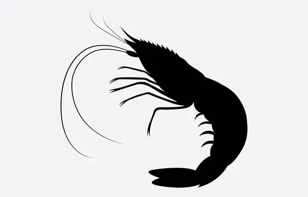 Karides vektör çizimi beyaz arkaplanda izole edildi