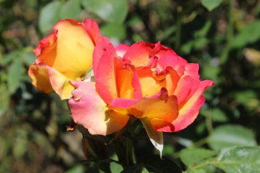 Göz kamaştırıcı Çok Renkli Gül Çiçekleri: Eşsiz ve Canlı Çiçek Güzelliği