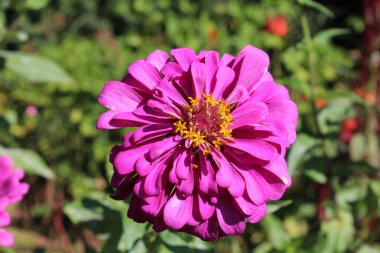 Pembe Zinnia çiçekleri gün ışığında parlıyor
