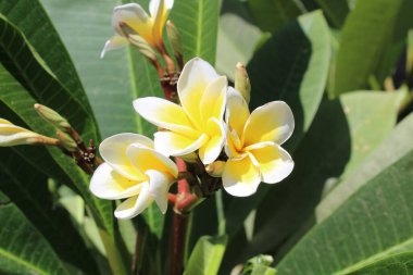 plumeria or frangipane beautiful white flowers blooming in sunlight clipart