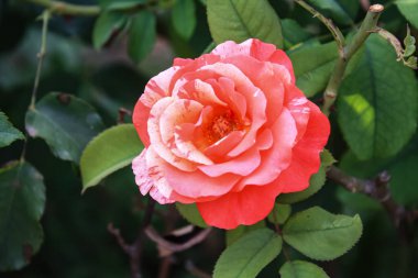 Göz kamaştırıcı Çok Renkli Gül Çiçekleri: Eşsiz ve Canlı Çiçek Güzelliği