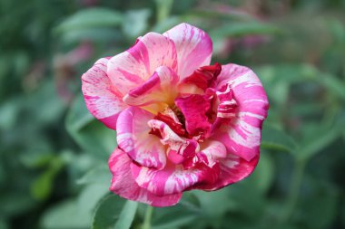 Göz kamaştırıcı Çok Renkli Gül Çiçekleri: Eşsiz ve Canlı Çiçek Güzelliği