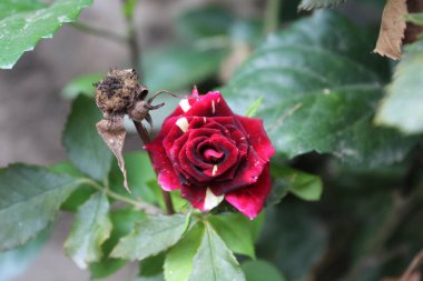 Göz kamaştırıcı Çok Renkli Gül Çiçekleri: Eşsiz ve Canlı Çiçek Güzelliği