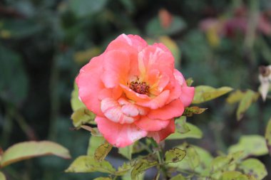 Göz kamaştırıcı Çok Renkli Gül Çiçekleri: Eşsiz ve Canlı Çiçek Güzelliği